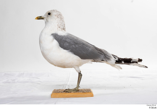 Common gull Larus Canus whole body 0005.jpg